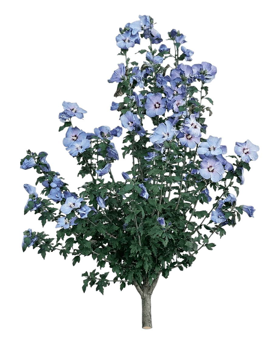 Chateau De Chantilly Rose Of Sharon (Hibiscus Syriacus 'Minsymacwhi1') - Ground Layers