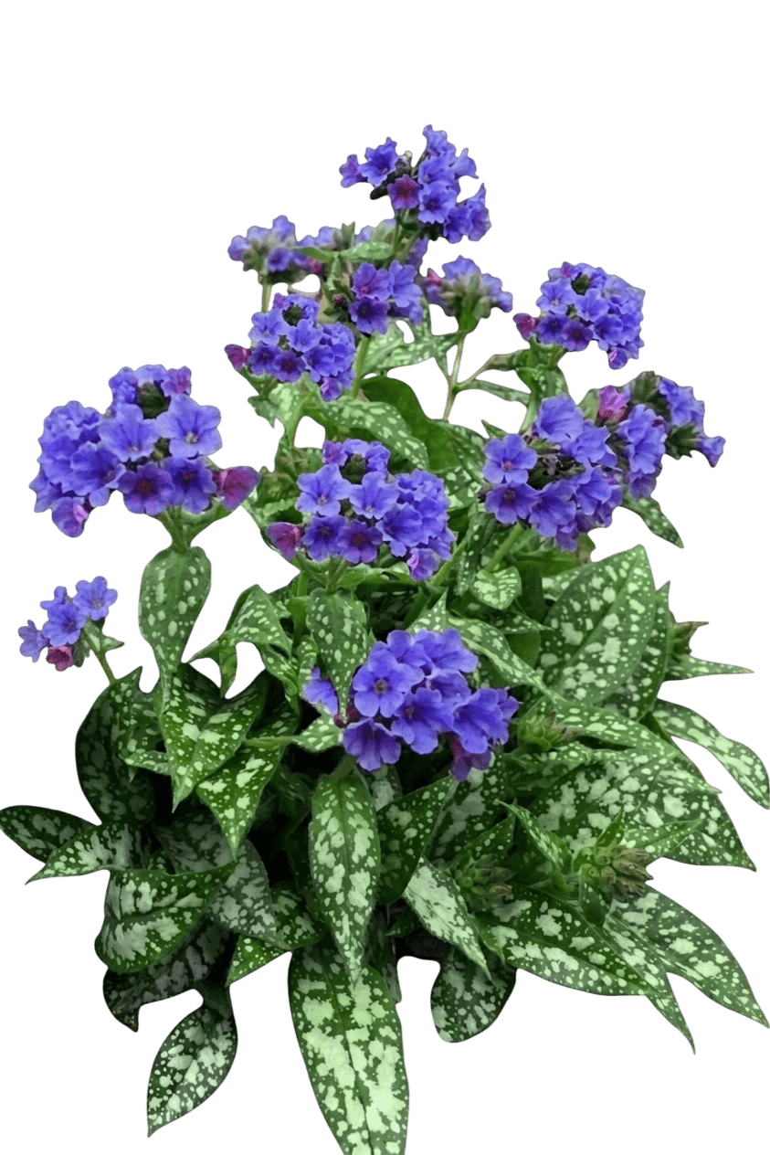 Twinkle Toes Lungwort (Pulmonaria X Var. X 'Twinkle Toes') - Perennials