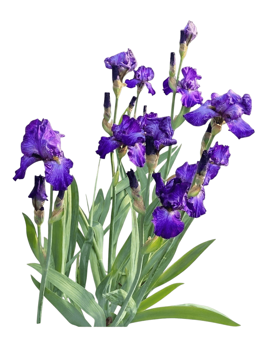 Clarence Bearded Iris (Iris Germanica Var. Germanica 'Clarence') - Perennials