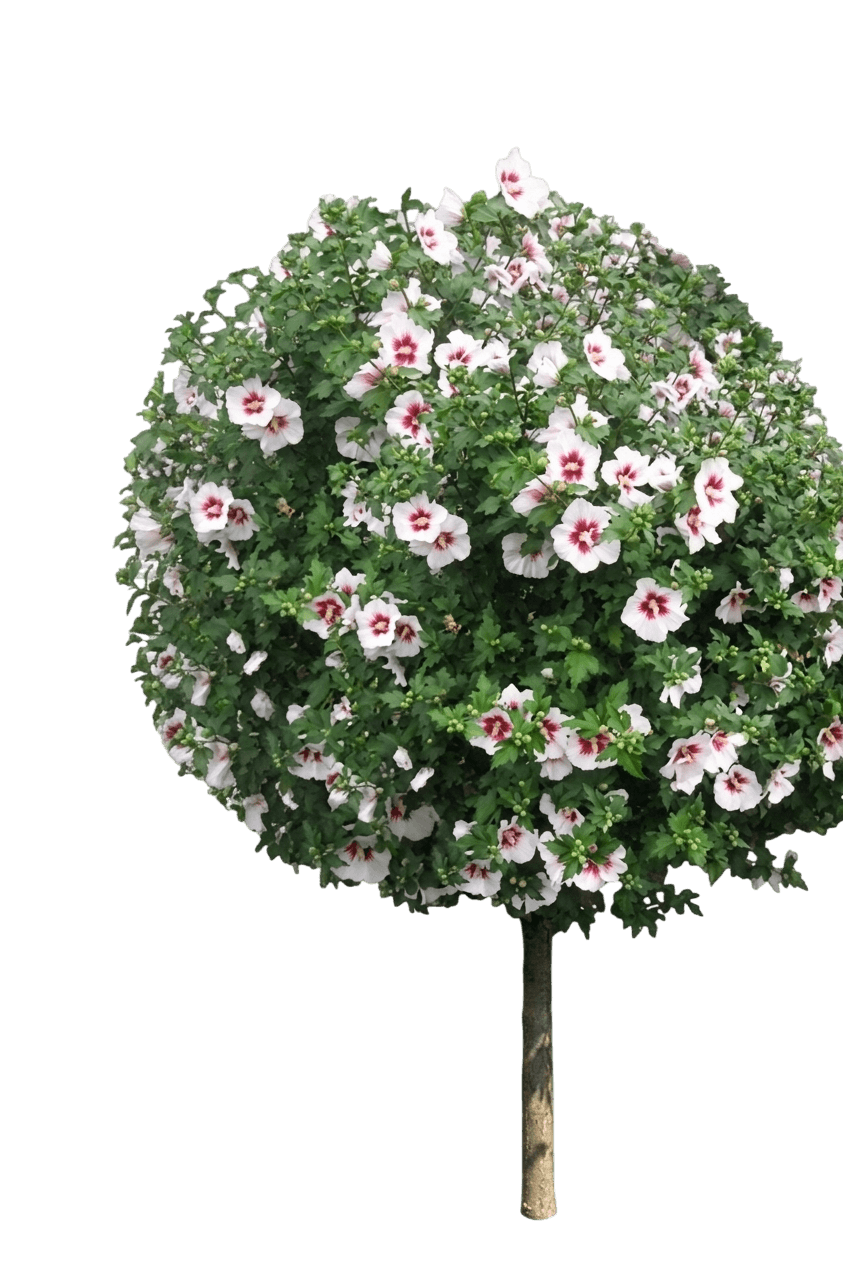 Starblast Chiffon® Rose of Sharon (Hibiscus Syriacus Var. Syriacus 'Starblast Chiffon') - Flowering trees