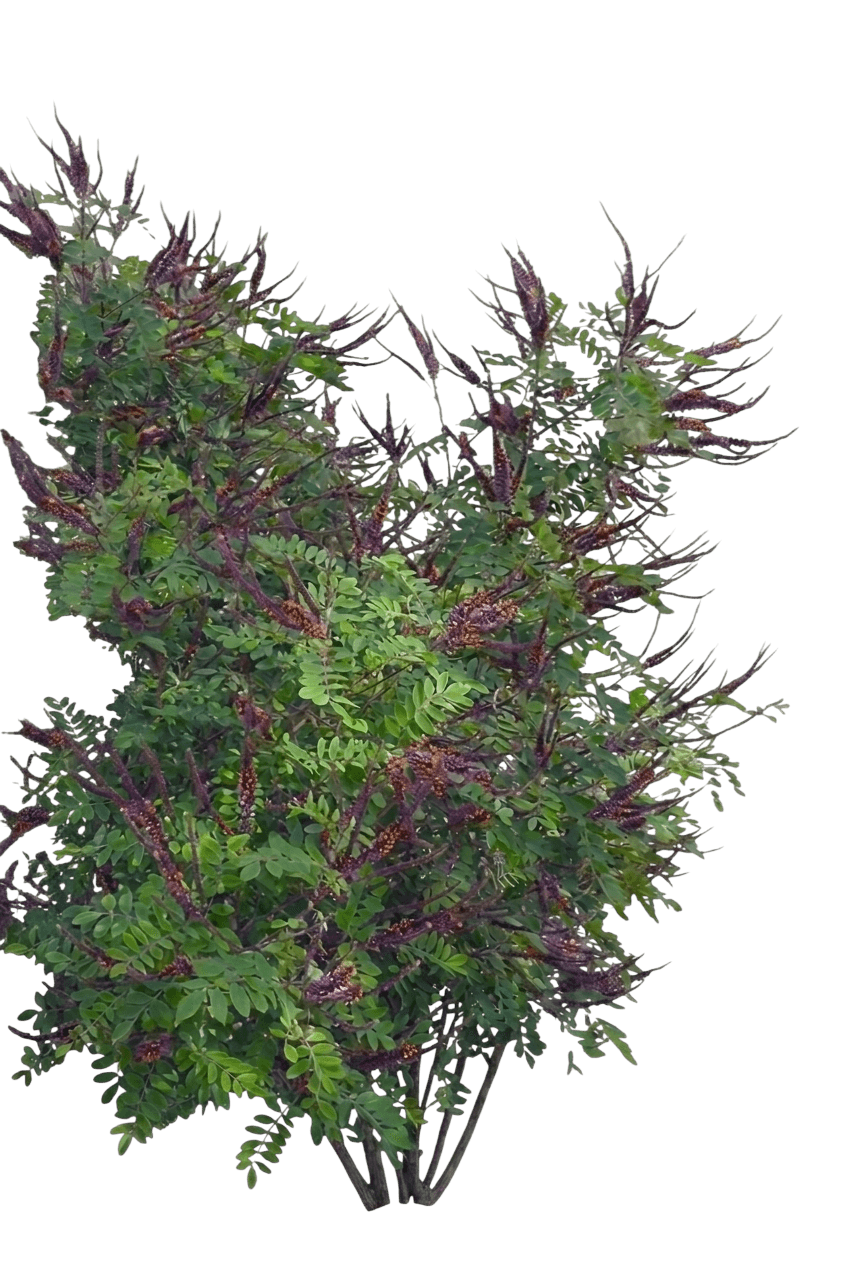 California false indigo bush (Amorpha Californica) - Shrubs