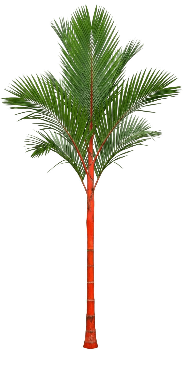 Lipstick Palm (Cyrtostachys Renda) - Evergreen Trees