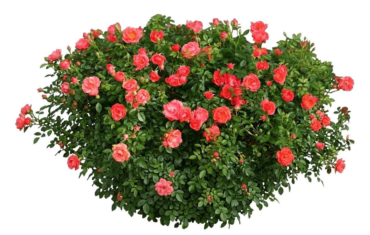 Oso Easy™ Mango Salsa Shrub Rose (Rosa X Var. X 'Chewperadventure') - Shrubs