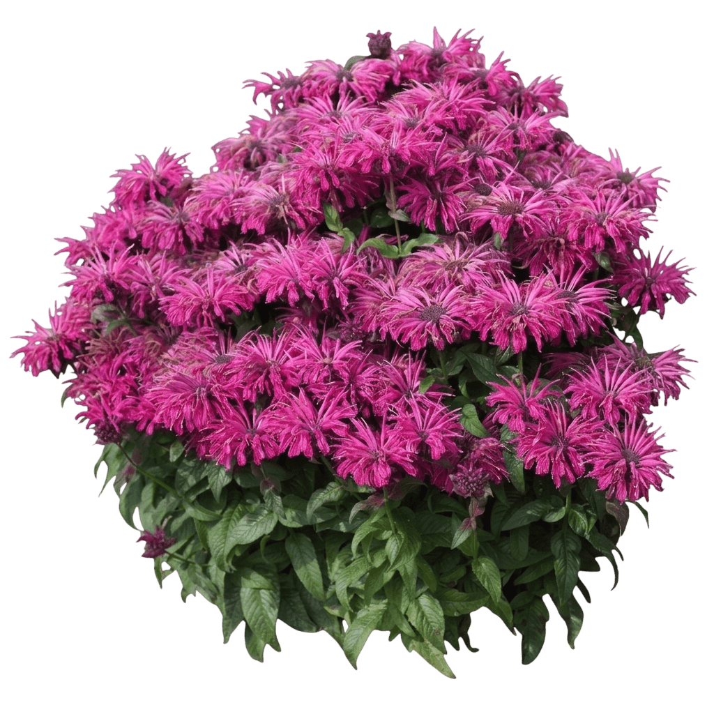 Leading Lady Razzberrybee Balm (Monarda 'Leading Lady Razzberry') - Perennials