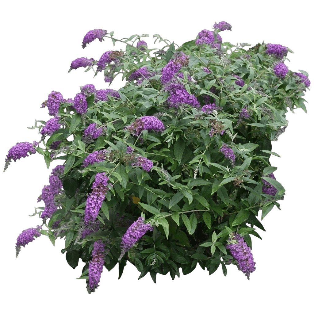 lo & behold® 'purple haze' butterflybush (Buddleia X Lo & Behold 'Purple Haze') - Ground-layer plants
