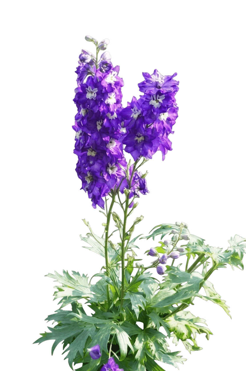 Purple Passion Delphinium (Delphinium X Elatum Purple Passion) - Perennials