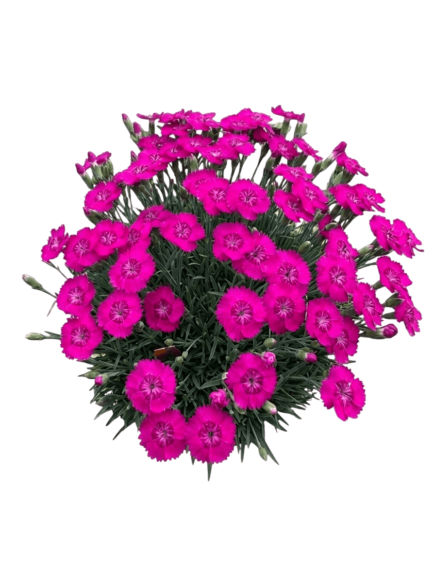 Garden Pinks (Dianthus X Star Single™ ‘Neon Star’) - Perennials