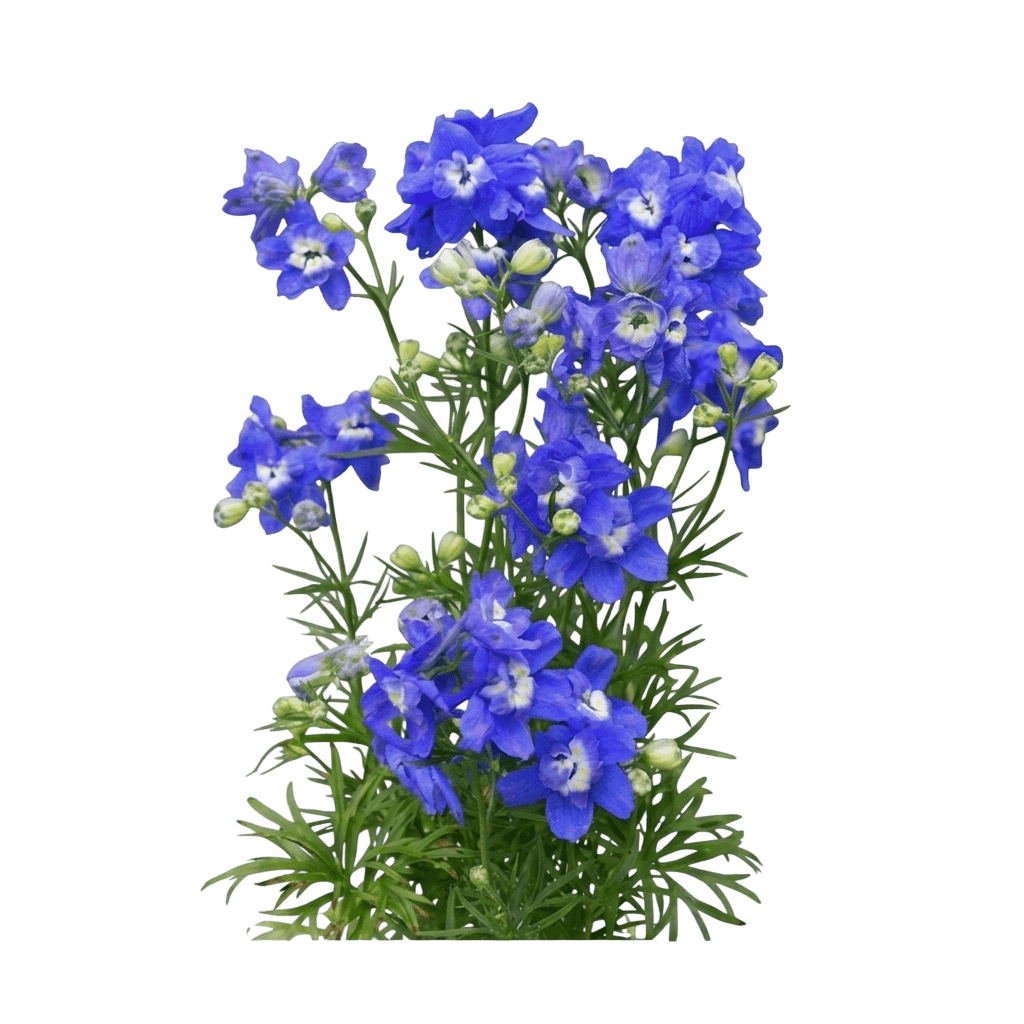 Larkspur, Summer Cloud (Delphinium Grandiflorum 'Summer Cloud') - Perennials