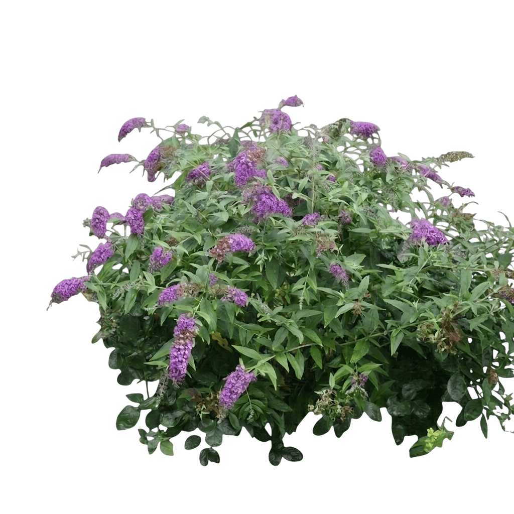 Fliederspeer (Buddleia Davidii 'Purple Haze') - Pflanzen der Bodenschicht