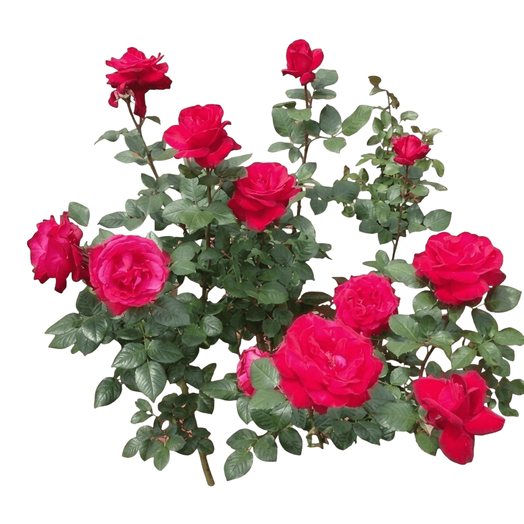 Firefighter rose (Rosa 'Oradal') - Ground-layer plants