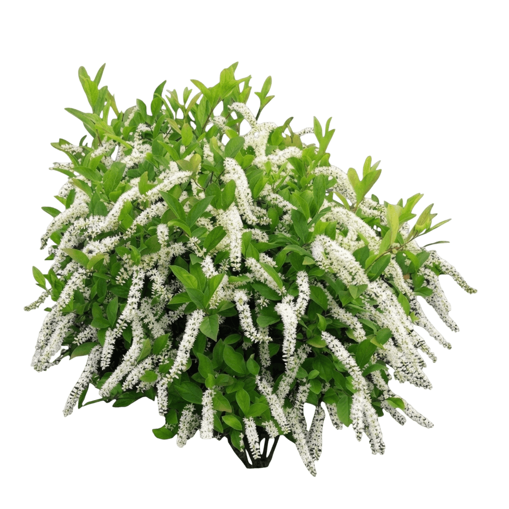 Fountains Of Rouge™ Virginia Sweetspire (Itea Virginica Var. Virginica 'Fountains Of Rouge™') - Shrubs