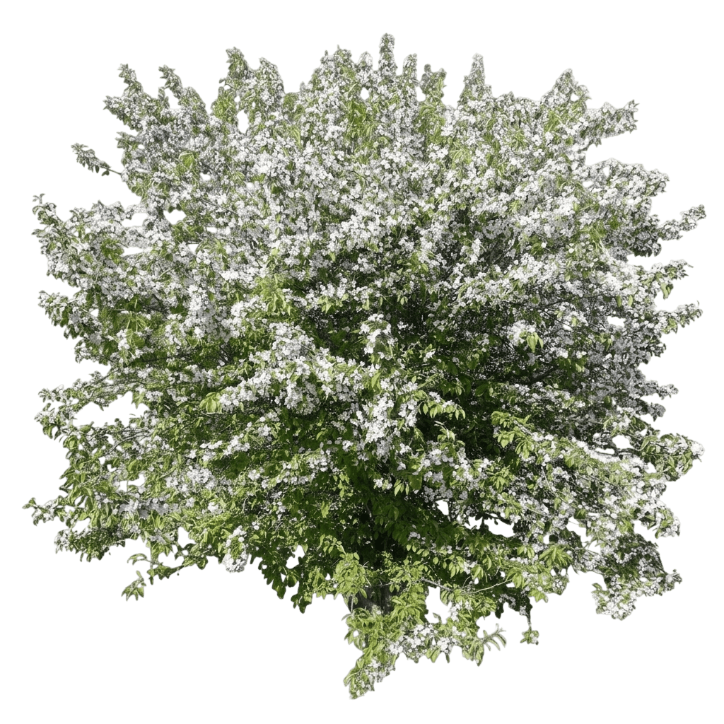 Siberian Crabapple (Malus Baccata) - Flowering Trees