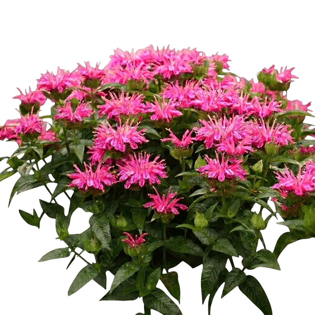 leading lady pink bee balm (Monarda 'Leading Lady Pink') - Perennials
