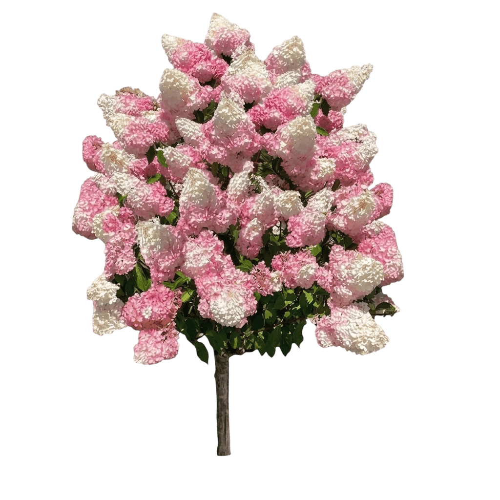 Oklahoma Hybrid Tea Rose (Rosa 'Oklahoma') - Ground Layers