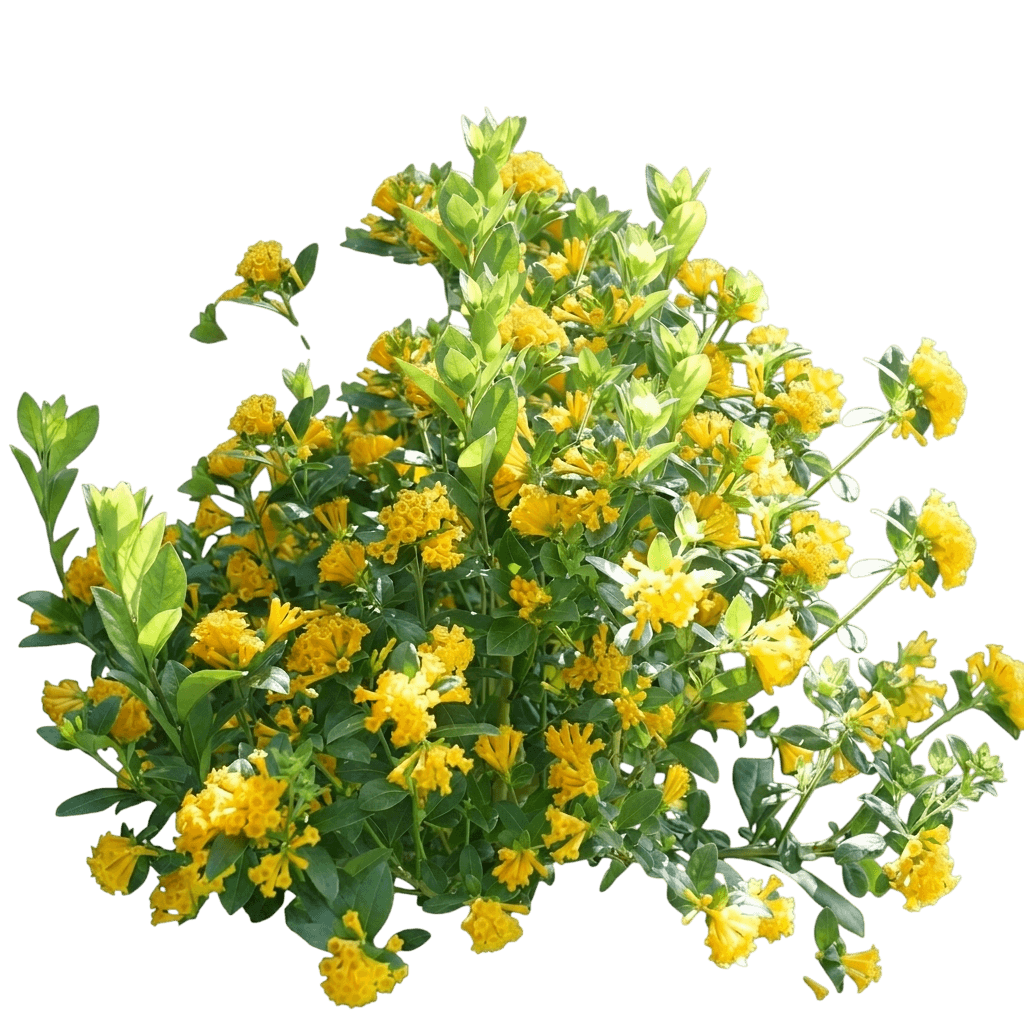 Juiced® Orange Jessamine (Cestrum Corymbosum Var. Corymbosum 'Wncescoryel') - Shrubs
