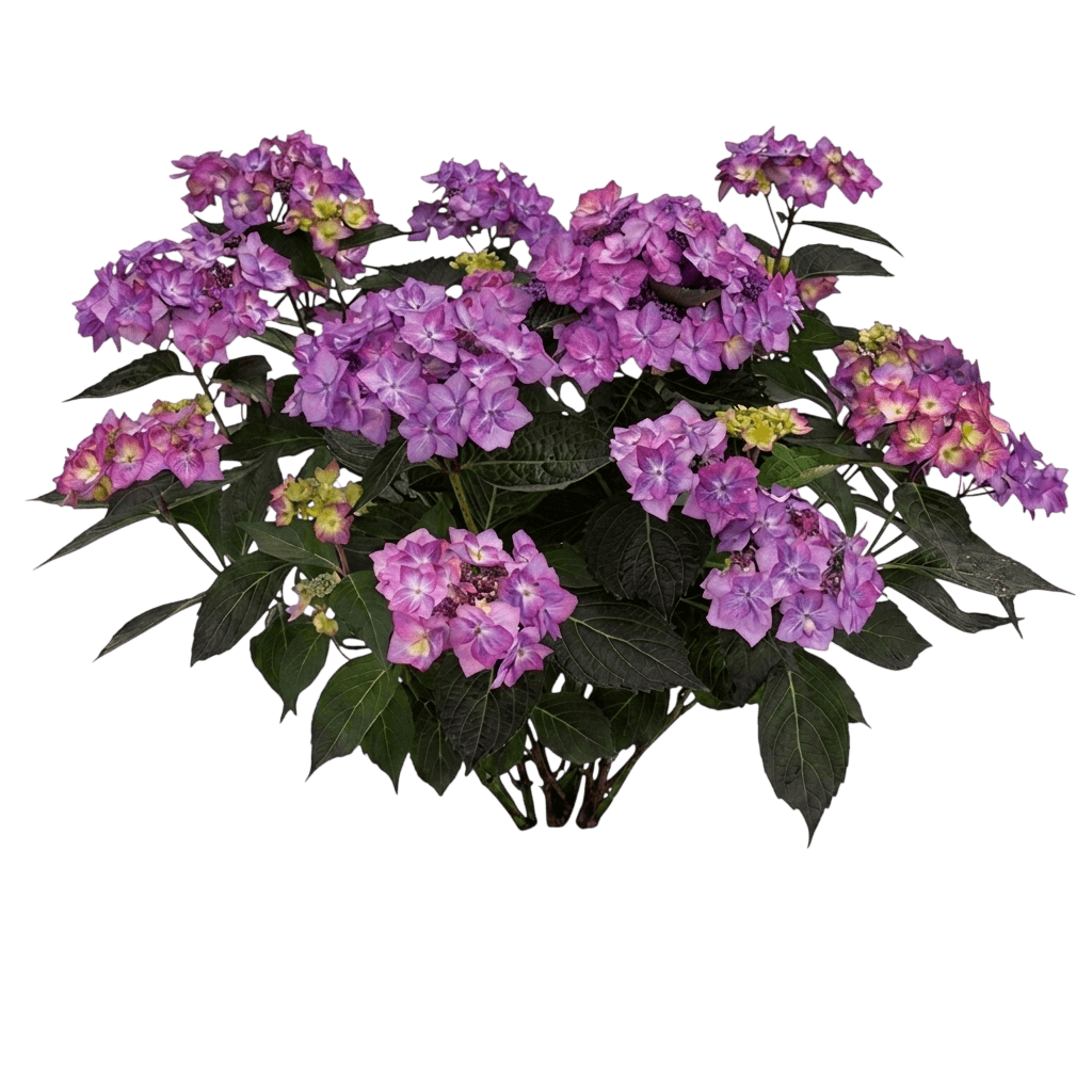 Let'S Dance Can Do!™ Hydrangea (Cancan) (Hydrangea M. X S. Let'S Dance Can Do! 'Smnhsi') - Ground Layers