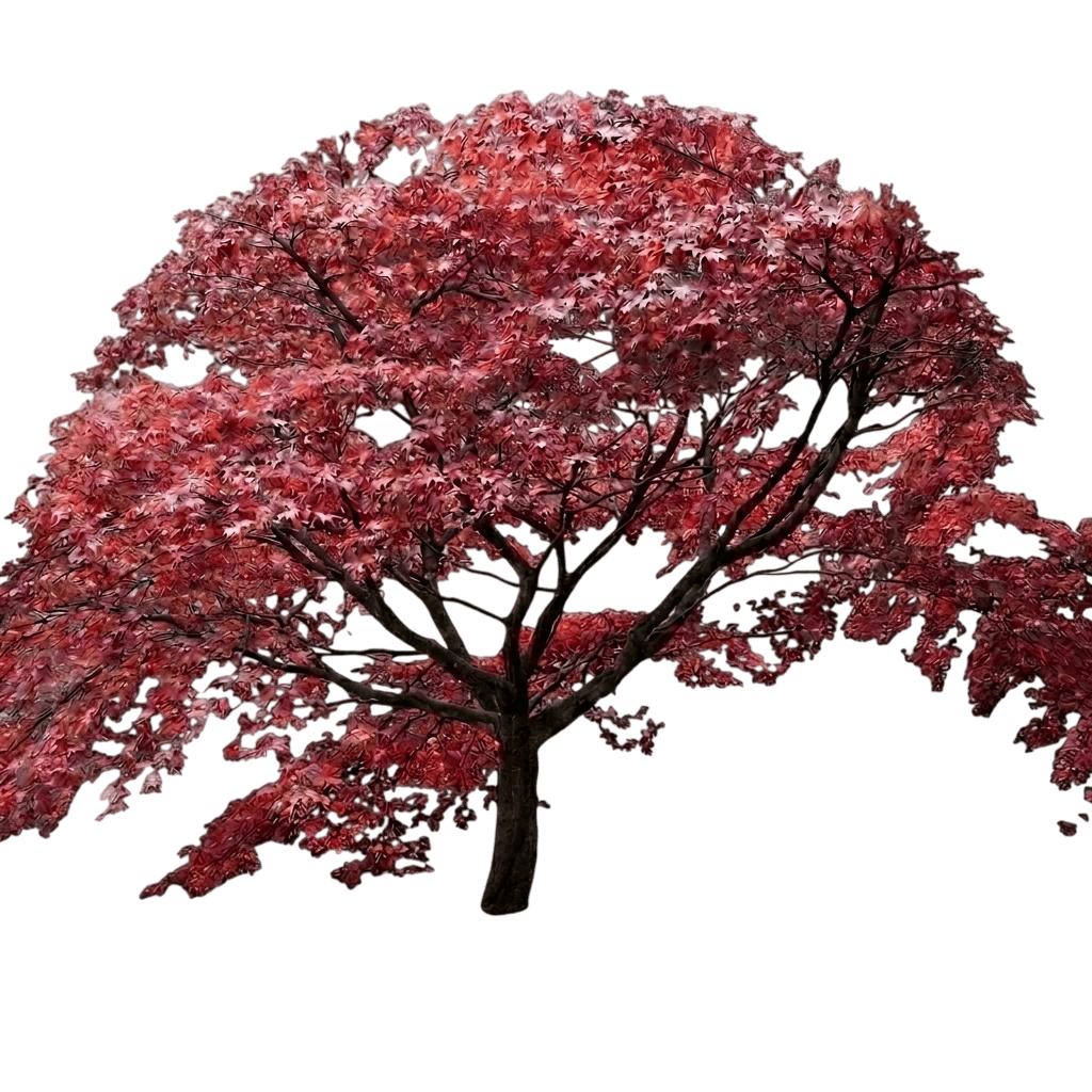 Samurai Sword™ Japanese Maple Tree (Acer Palmatum Var. Palmatum 'Samarzam') - Shade trees