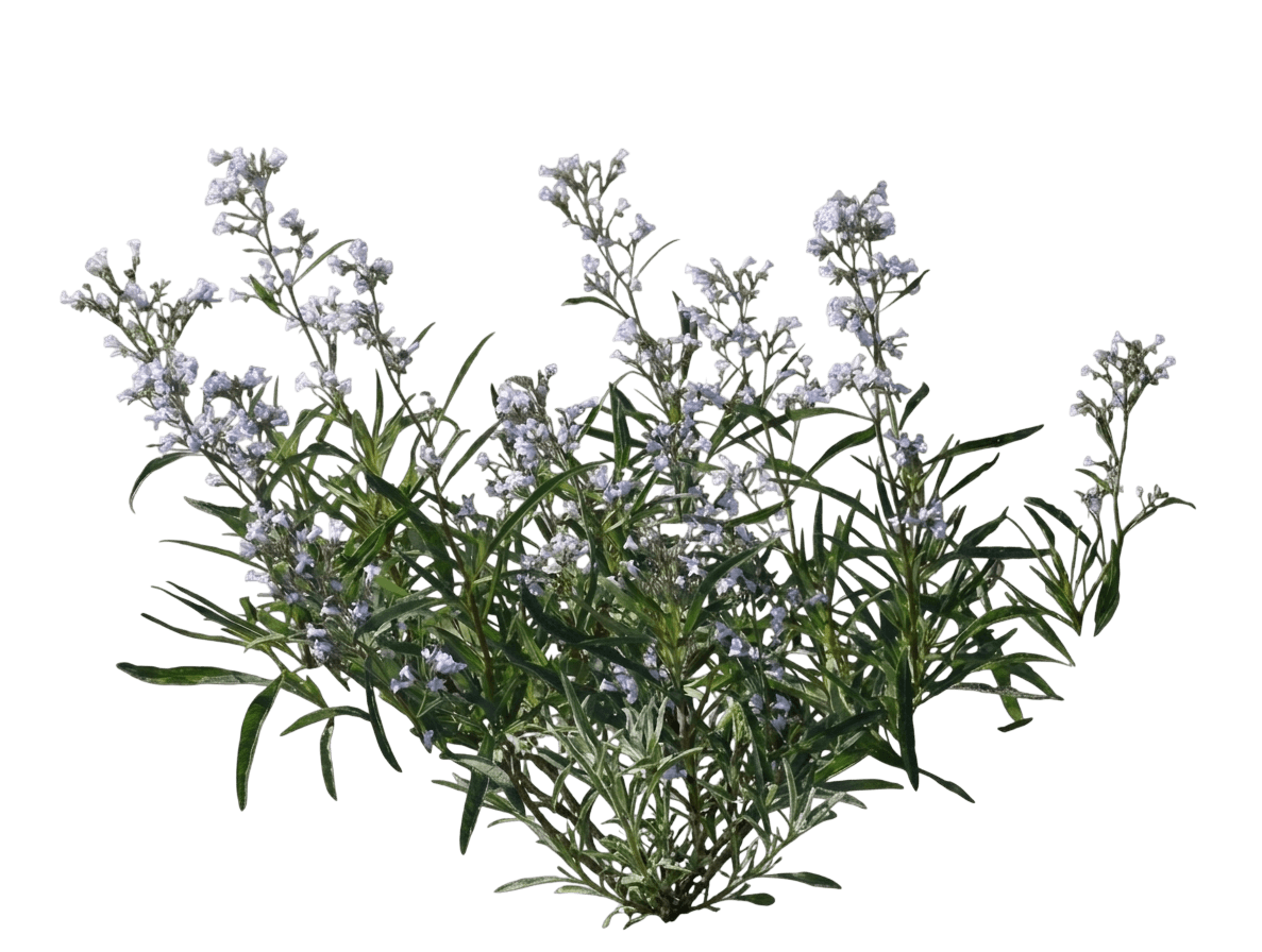 thickleaf yerba santa (Eriodictyon Crassifolium) - Shrubs