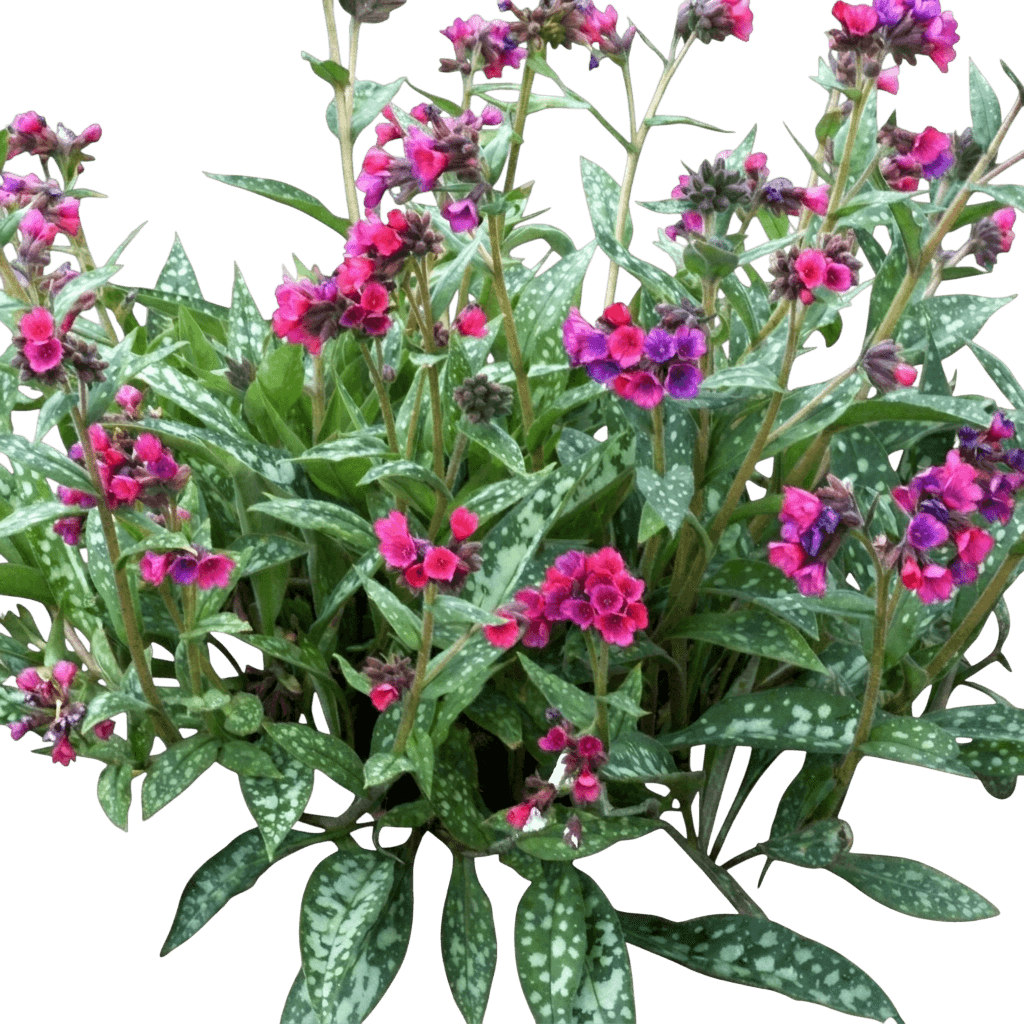 Raspberry Splash Lungwort (Pulmonaria Longifolia 'Raspberry Splash') - Perennials