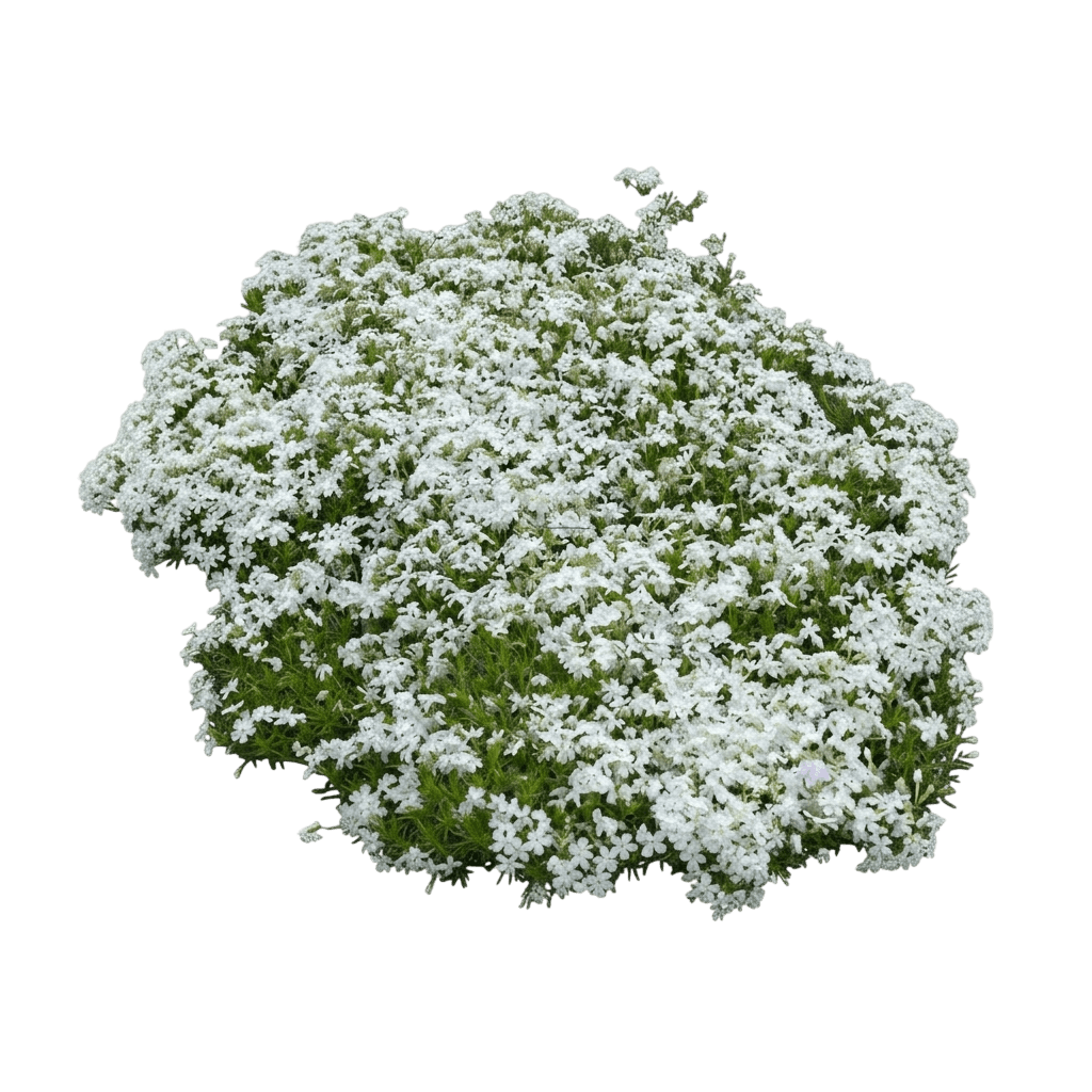 Phlox, Creeping, White Delight (Phlox Subulata, 'White Delight') - Ground Layers