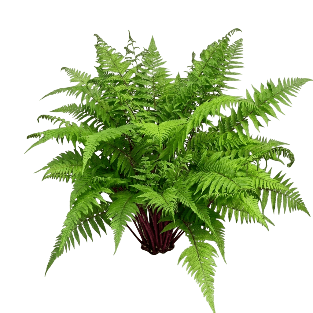 helecho hembra (Athyrium Filix-Femina Var. Angustum 'Lady In Red') - Plantas perennes