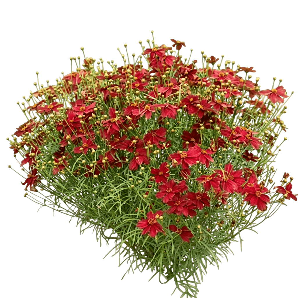 Red Satin Tickseed (Coreopsis Red Satin 'Permathread') - Perennials