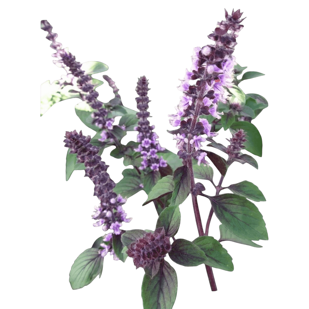 Rutgers Obsession Dmr Basil (Ocimum Basilicum 'Rutgers Obsession Dmr') - Perennials