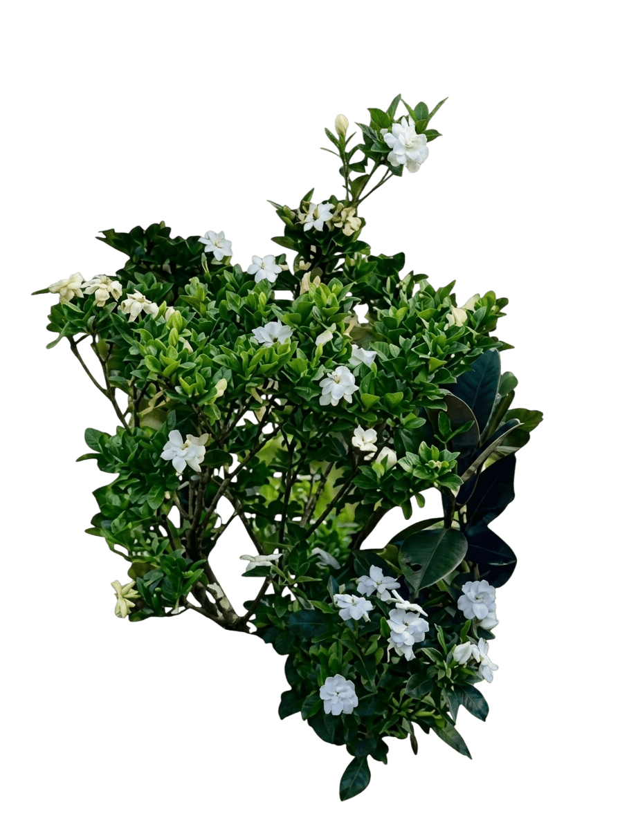 Glennie River (Gardenia Psidioides) - Ground Layers