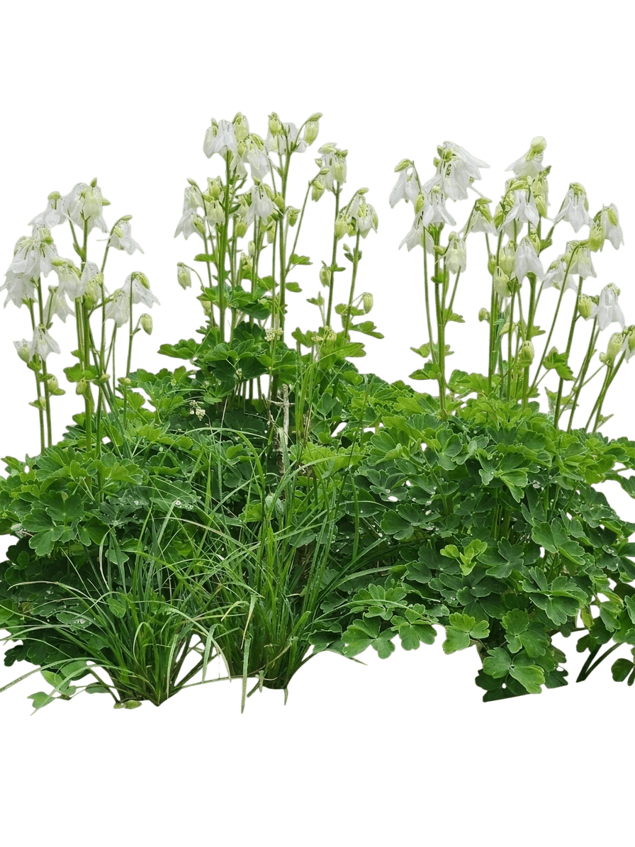 Winky Rose and Rose Columbine (Aquilegia Vulgaris Var. Vulgaris 'Winky Rose And Rose') - Perennials