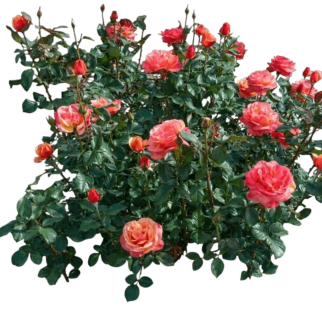 Anna'S Promise Rose (Rosa 'Wekdoofat') - Ground Layers