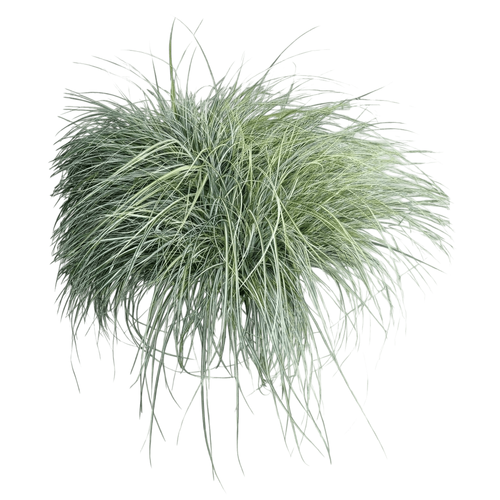 Ribbon Falls Sedge Grass (Carex Oshimensis Var. Oshimensis 'Ribbon Falls') - Grasses