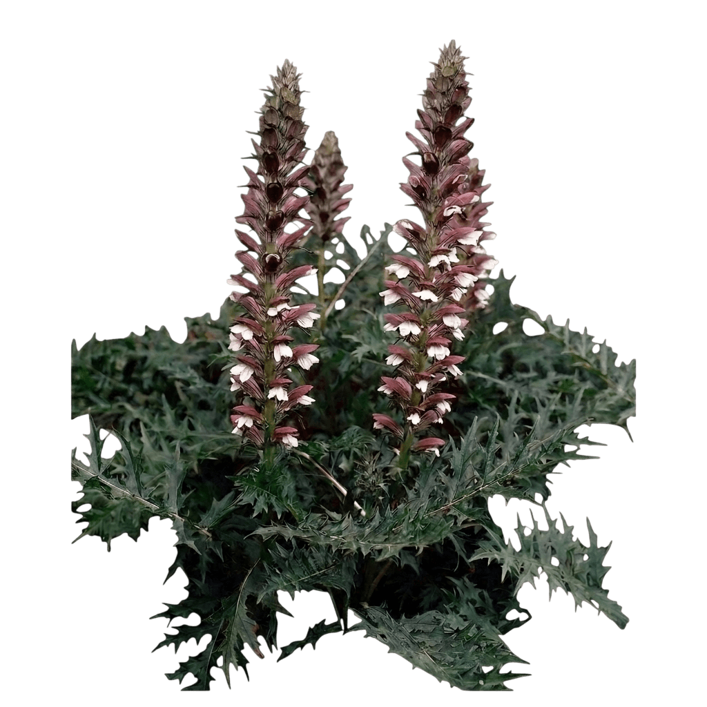 acanthe des Balkans (Acanthus Longifolius) - Plantes vivaces