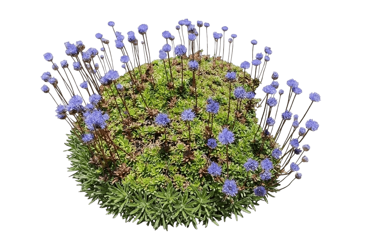 Sheep'S Bit (Jasione Laevis) - Perennials
