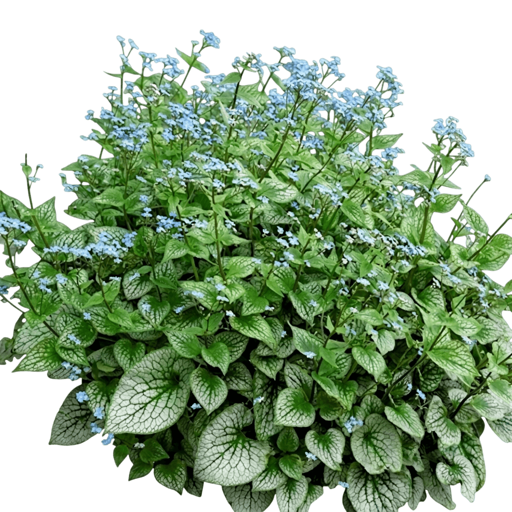 sterling silver bugloss (Brunnera Macrophylla 'Sterling Silver') - Perennials