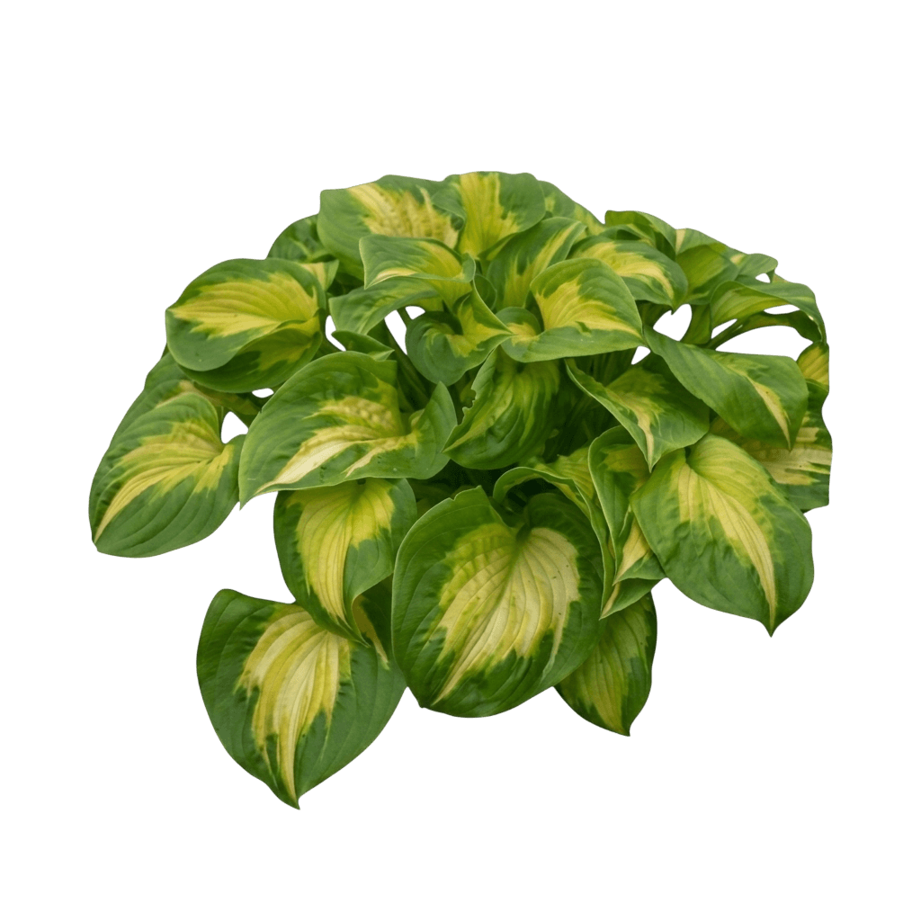 Etched Glass Hosta (Shadowland) (Hosta Shadowland 'Etched Glass') - Perennials