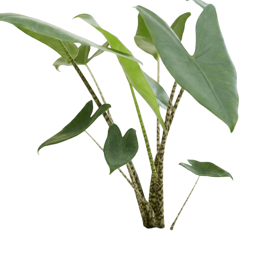 Zebra Plant (Alocasia Zebrina) - Ground Layers