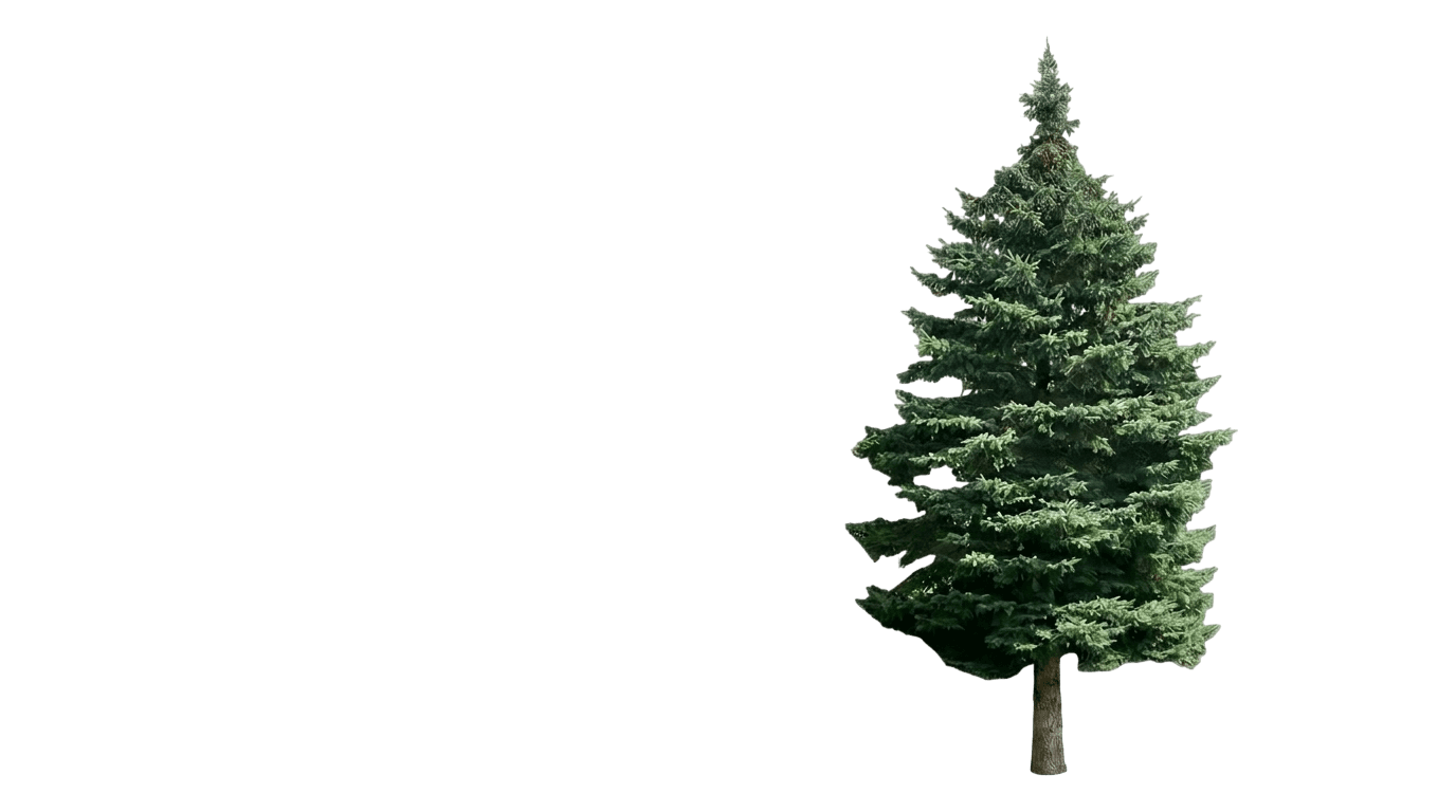 Black Hills Spruce Tree (Picea Glauca Var. Glauca 'Densata') - Evergreen trees