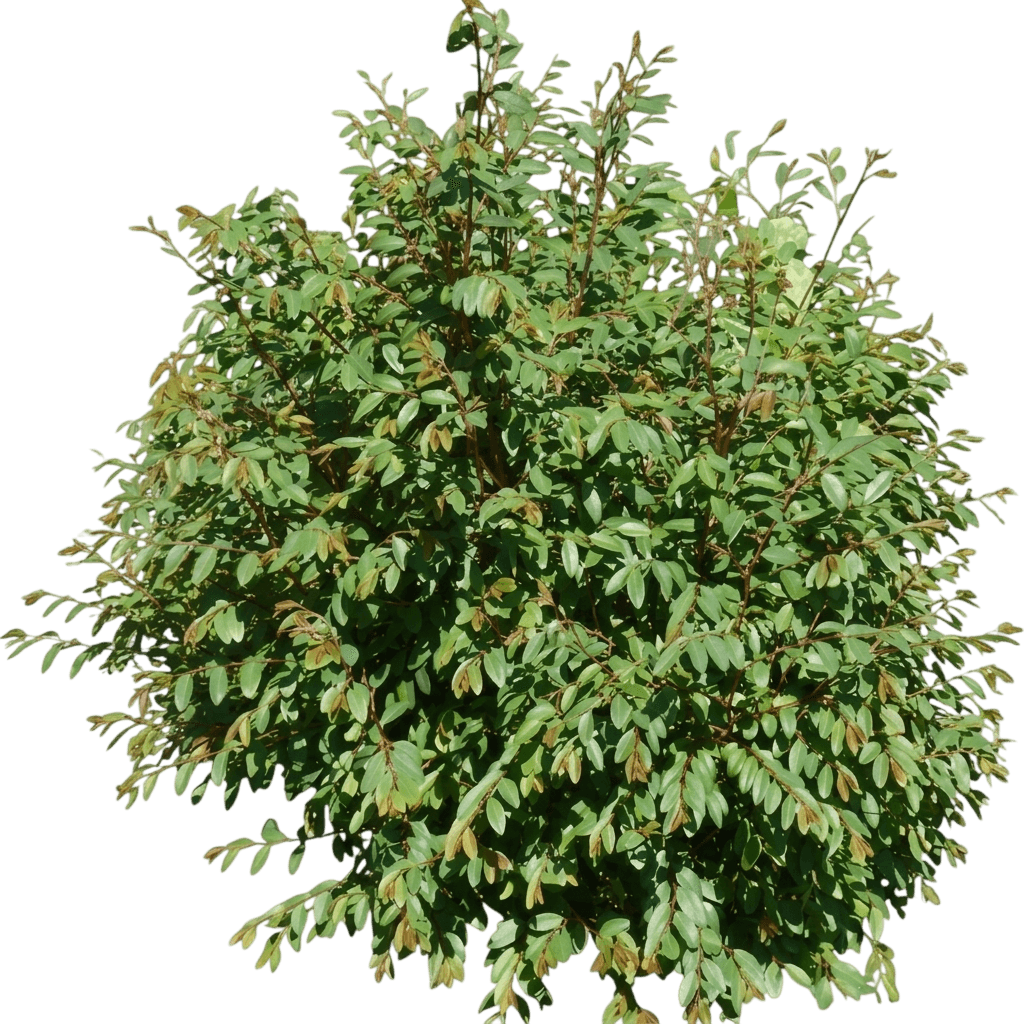 coffee bush (Breynia Oblongifolia) - Ground-layer plants