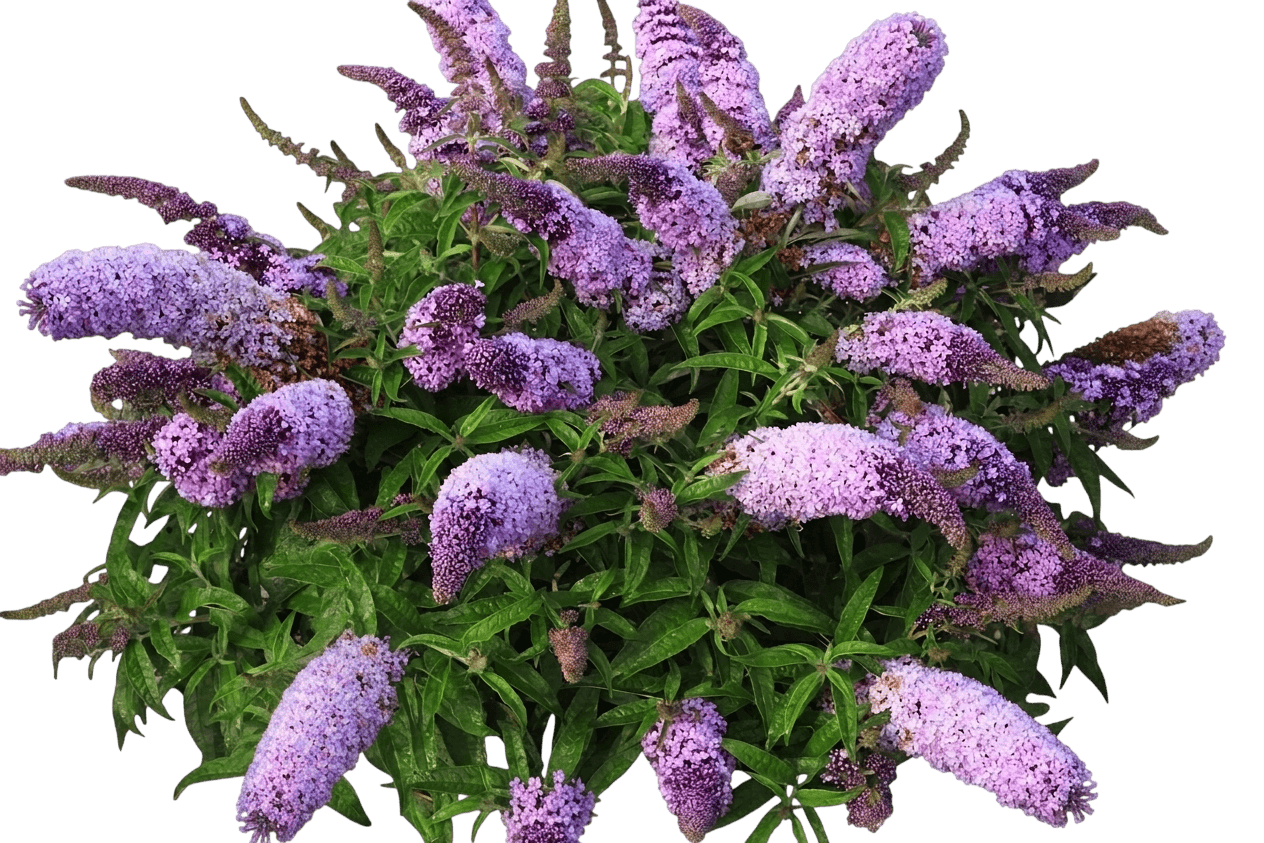 Lavender Cascade Butterfly Bush (Buddleia X Var. X 'Lavender Cascade') - Shrubs