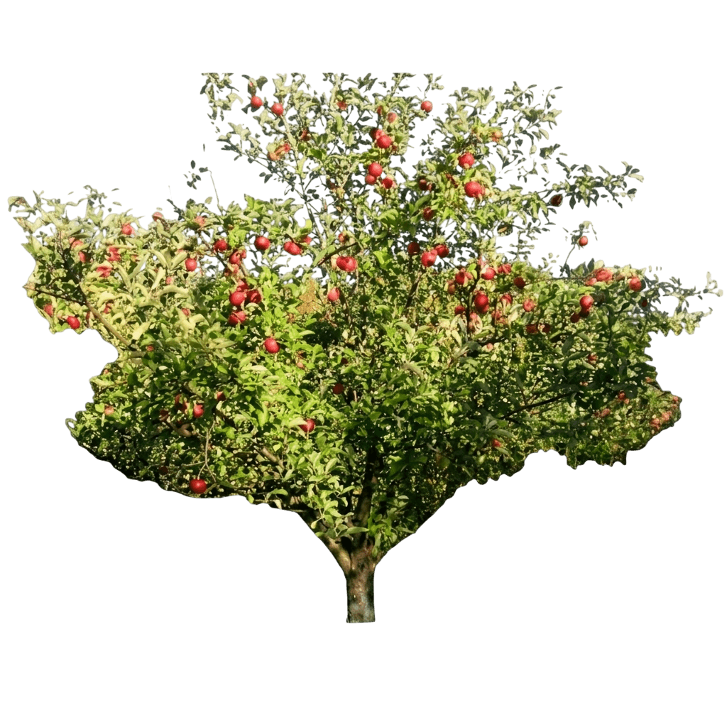 apple, frostbite (Malus 'Mn 447') - Fruit trees