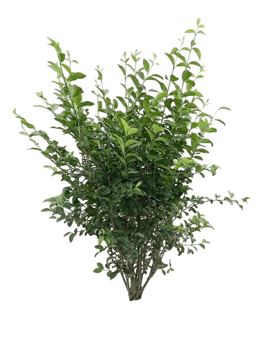 North Privet Hedge (Ligustrum X Ibolium Var. X Ibolium) - Shrubs