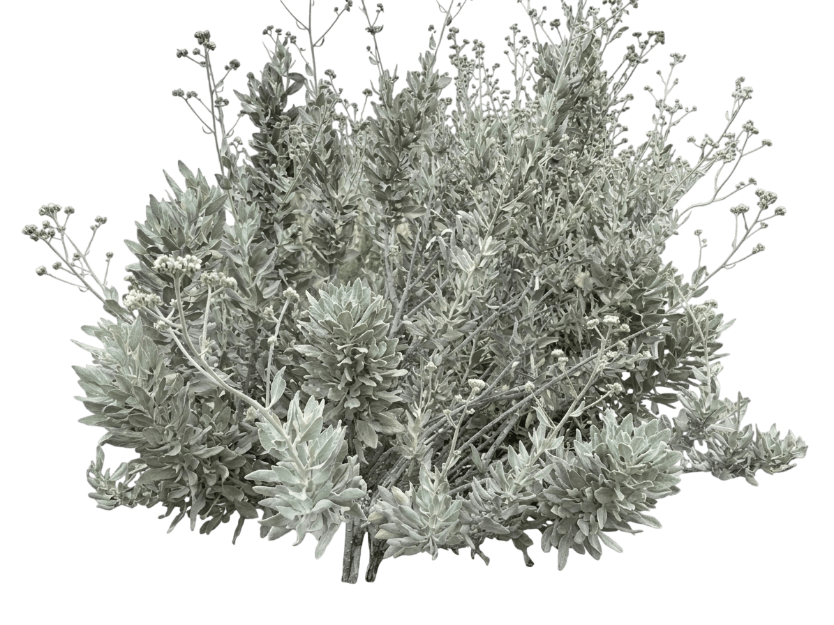 woolly yerba santa (Eriodictyon Tomentosum) - Shrubs