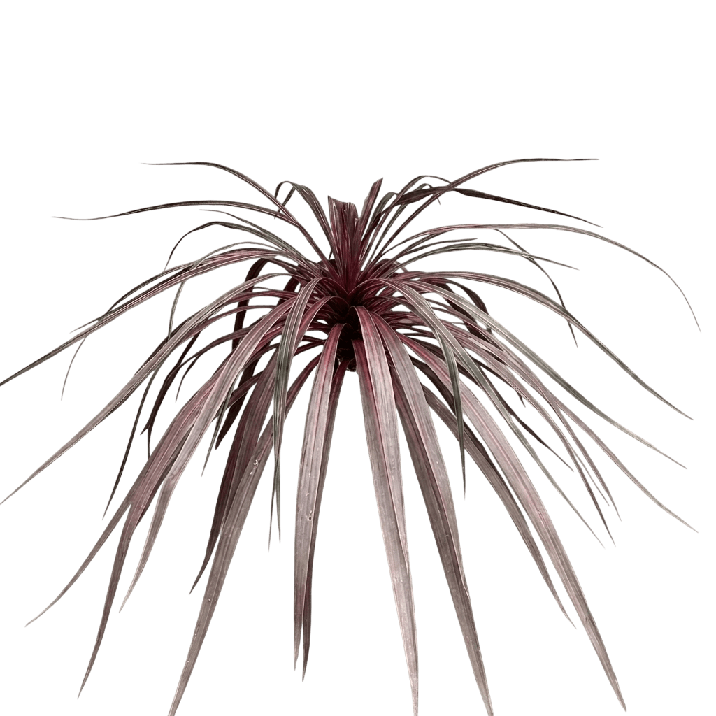 Dancing™ Can Can Cordyline (Cordyline Australis Pp24029 Var. Australis 'Dancing Can Can') - Perennials