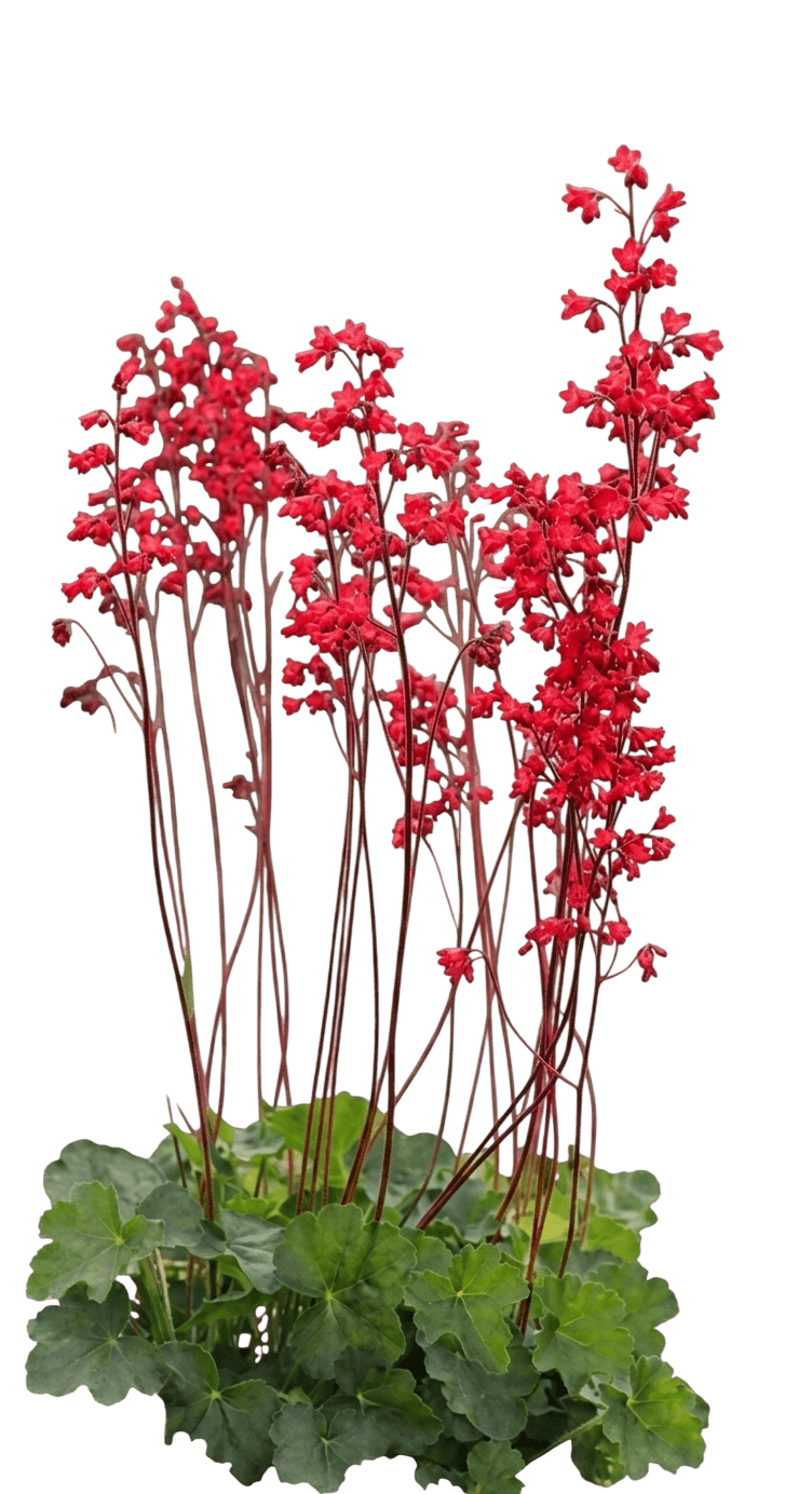 Coral Bells, Coral Petite (Heuchera Sanguinea 'Coral Petite') - Perennials