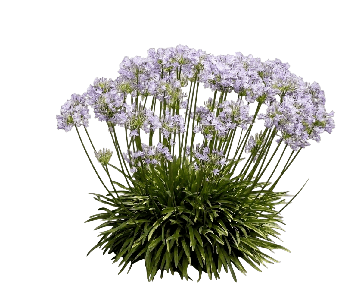 Poppin' Star Lily of the Nile (Agapanthus Var. Hybrid 'Amdb002') - Perennials