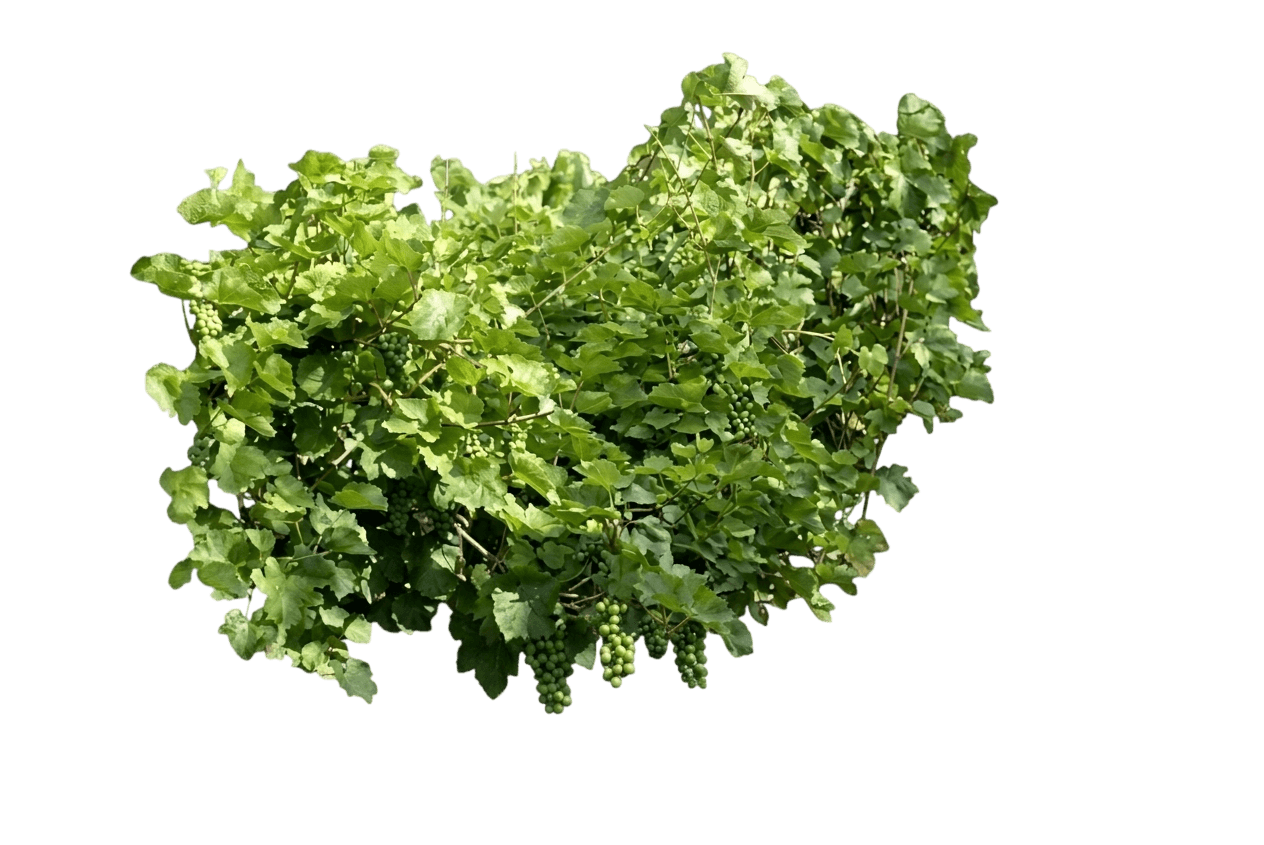 grape, lacrosse (seeded) (Vitis 'Lacrosse') - Fruit trees