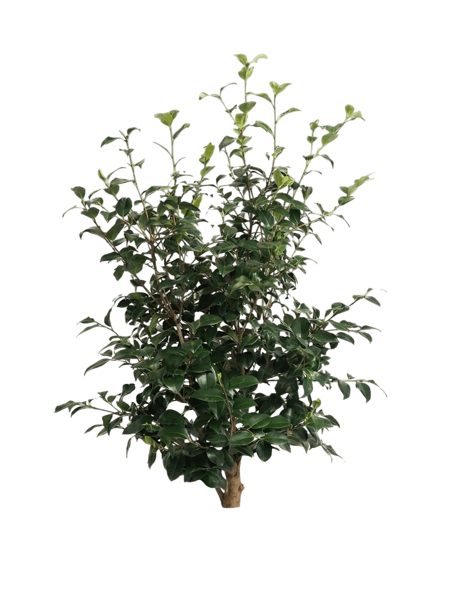 Greensboro Red Camellia (Camellia Japonica 'Greensboro Red') - Shrubs