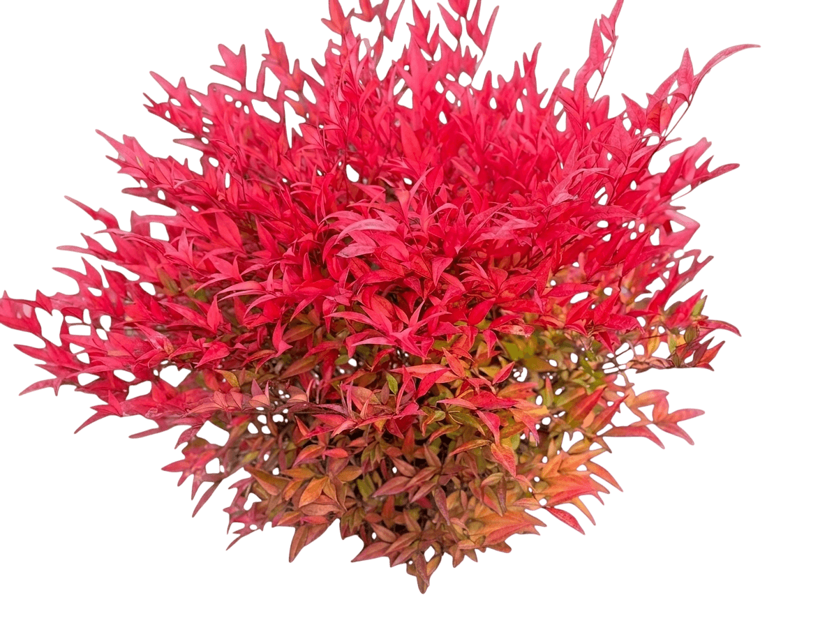 Tuscan Flame nandina (Nandina Domestica 'Tuscan Flame') - Ground Layers