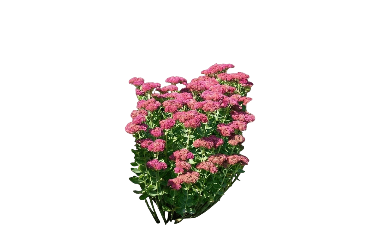 Flaming Carpet Sedum (Sedum Var. Hybrid 'Flaming Carpet') - Succulents