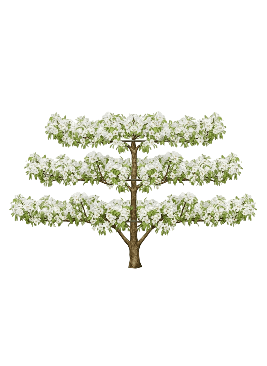 Pear, 4 In 1 Espaliered (Pyrus) - Fruit Trees